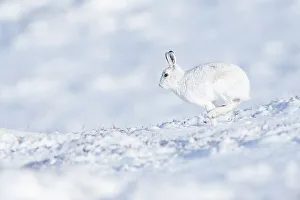 Mountain hare (Lepus timidus) in the snow