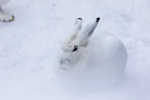 One mountain hare (Lepus timidus)sits in snowy hilly terrain