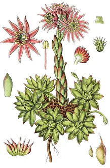 Mountain Houseleek (Sempervivum montanum)