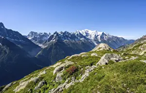 Mountain landscape with alpine roses
