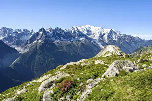 Mountain landscape with alpine roses