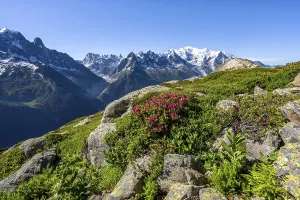 Mountain landscape with alpine roses