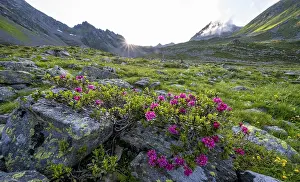 Mountain landscape with alpine roses