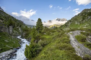 Mountain landscape with alpine roses and mountain stream Zemmbach