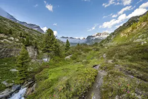 Mountain landscape with alpine roses and mountain stream Zemmbach