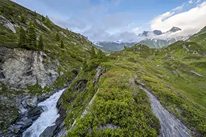 Mountain landscape with blooming alpine roses and mountain stream Zemmbach