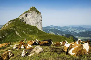 Framed Print : Mountain landscape and cows, Kanisfluh