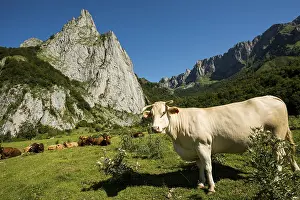Mountain landscape and cows, Lescun