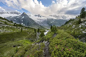 Mountain landscape with hiking trail between alpine roses