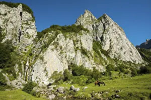 Mountain landscape and semi-wild horses