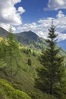 Mountain landscape in spring with European larches and spruces