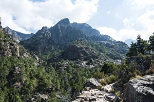 Mountain landscape with trail, pine forest