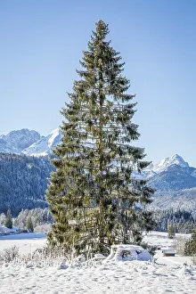 Mountain landscape in winter, in front conifer