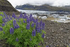 Mountain lupines (Lupinus argenteus)