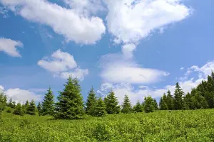 Mountain meadow