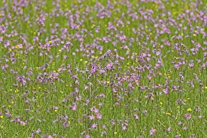 Mountain meadow with wildflowers (Lychnis flos-cuculi)