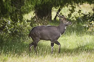 Mountain Nyala or Balbok (Tragelaphus buxtoni)