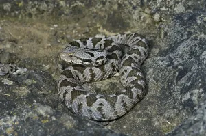 Mountain otter (Montivipera xanthina)