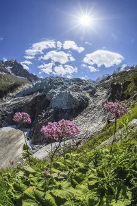Category Mountain Landscapes Prints: Mountain peak with glacier tongue and flowers in sunlight