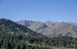 Mountain peaks and forest, mountain landscape