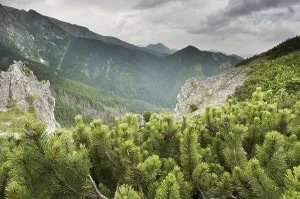 Mountain pine (Pinus mugo), Dwarf Mountain Pine growing in montane coniferous forest habitat