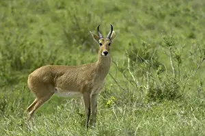 Mountain Reedbuck (Redunca fulvorufula)