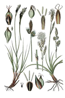 Mountain sedge (Carex montana)
