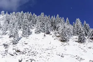 Mountain spruce forest in winter