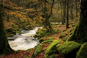 Mountain stream in autumnal deciduous forest