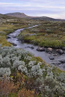 Mountain stream in the fjell landscape in autumn