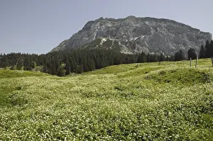 Mountain, summit, mountain meadow