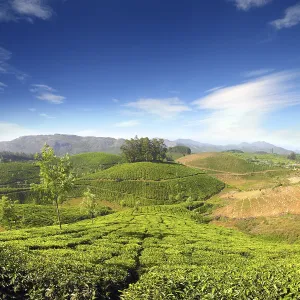 Mountain tea plantation in Munnar Kerala India