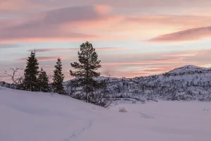 Mountain with trees in winter landscape with fox tracks in the snow and beautiful sunrise