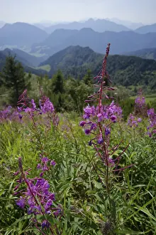 Mountain view from Hochfelln, blooming sally (Epilobium angustifolium) summer