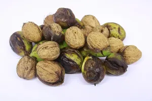 Mountain of walnuts shortly after harvest