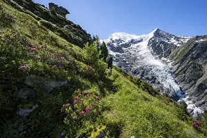 Mountaineer between alpine roses on a hiking trail