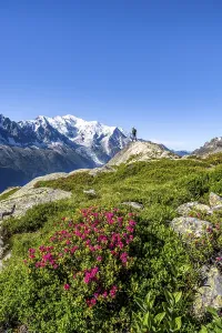 Mountaineer in mountain landscape with alpine roses
