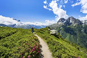 Mountaineers on hiking trail with alpine roses