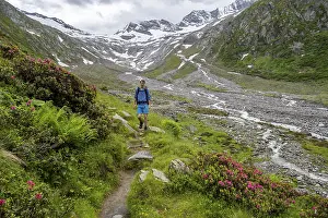 Mountaineers on a hiking trail between blooming alpine roses