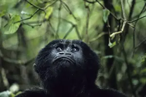 Mountaingorilla (Gorilla beringei) looking up