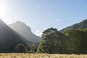 Mountains and forest, Iris Burn Flat