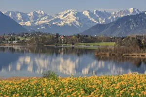 Mountains reflected in lake, dandelion flower meadow