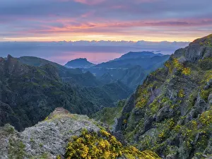 Mountains on sunrise covered in fog and clouds with blooming Cytisus shrubs