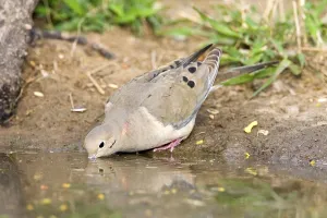 Mourning Dove Zenaida macoura Edinburg