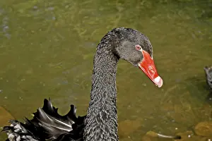 Mourning swan