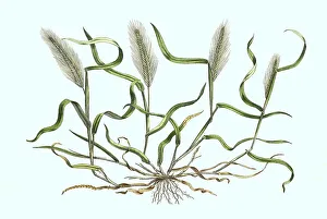 Mouse barley, Hordeum murinum, Historic