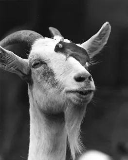 Mouse climbs on the head of a goat