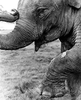 Mouse on elephant leg, England, Great Britain