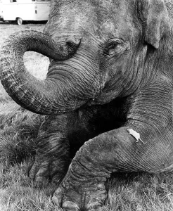 Mouse on elephant leg, England, Great Britain