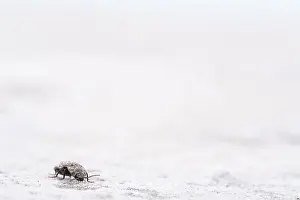 Mouse grey sand beetle (Agrypnus murinus) in the sand